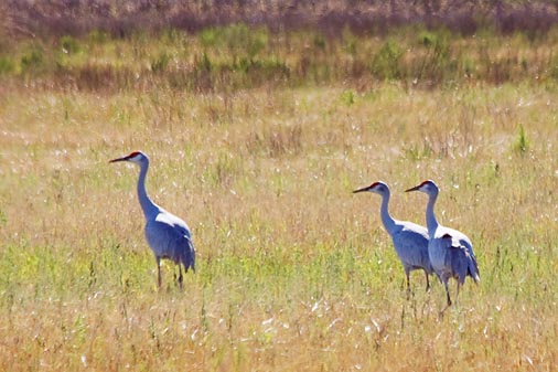 Sandhill Cranes 30761