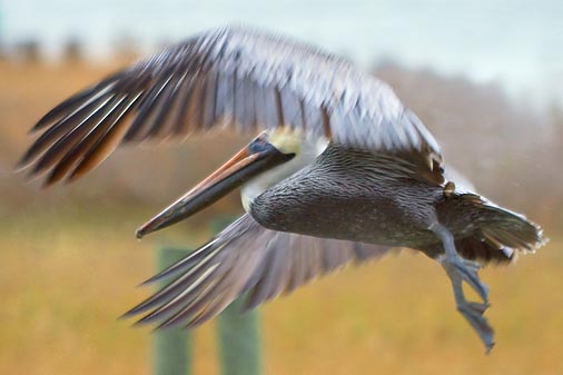 Pelican Taking Wing 31335