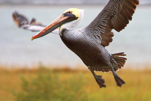 Pelican Taking Wing 31347