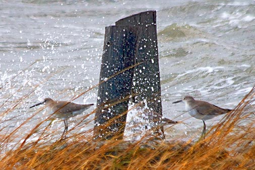 Willets Getting Splashed 31180