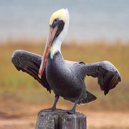 Pelican Taking Wing 31345