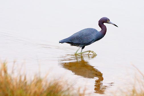 Little Blue Heron Hunting 31931