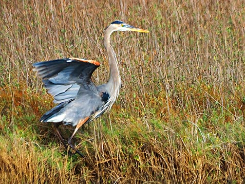 Great Blue Heron 32172