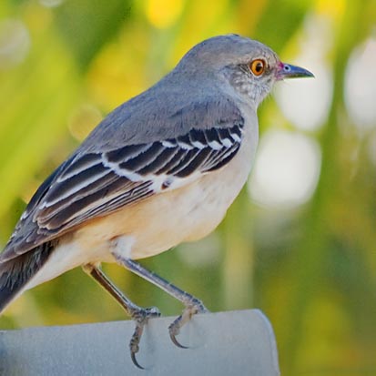 Mockingbird On A Sign 30791