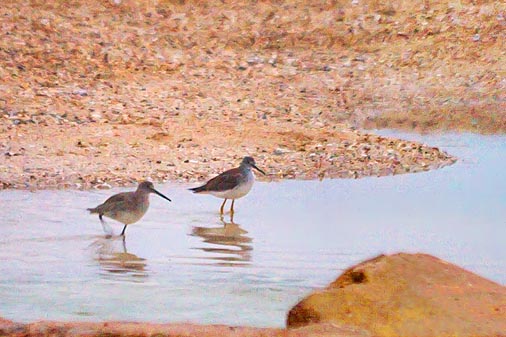 Shorebirds Wading In A Stream 20081224