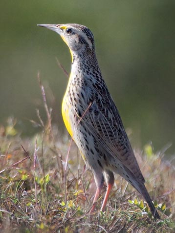 Meadowlark 36858