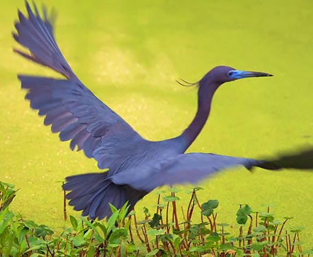 Little Blue Heron Taking Flight 20090401