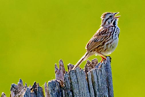 Song Sparrow Singing 48418
