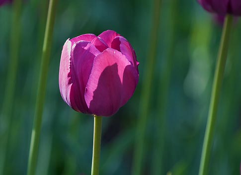 Purple Tulip 48822