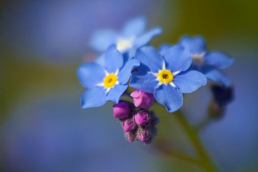 Forget-me-not Flower 20090525