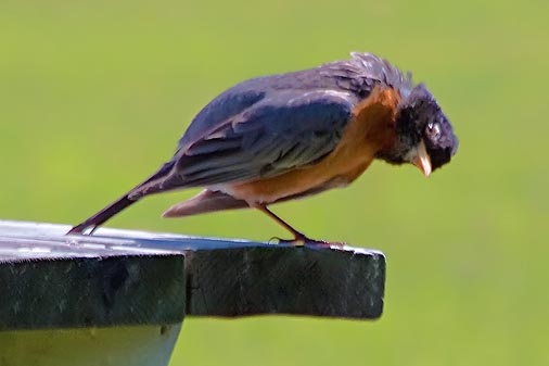 Robin On A Picnic Table 00149
