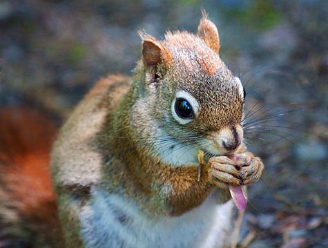 Red Squirrel Closeup 20090607