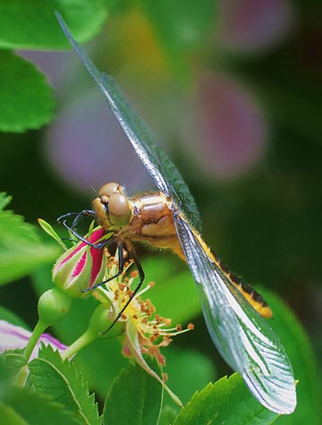 Dragonfly 00566