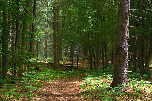 Morris Island Trail 49514