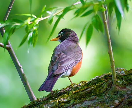 Robin Out On A Limb 00540