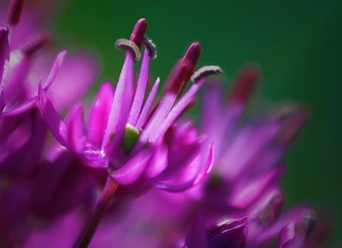 Purple Floret 49156