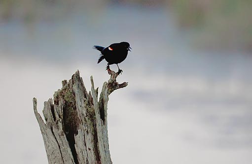 Red-winged Blackbird 00705