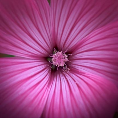 Pink Flower 20090717