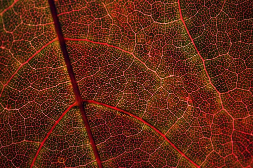 Backlit Autumn Leaf Closeup 51594