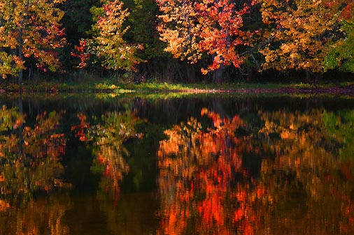 Autumn Trees Reflection 20091005