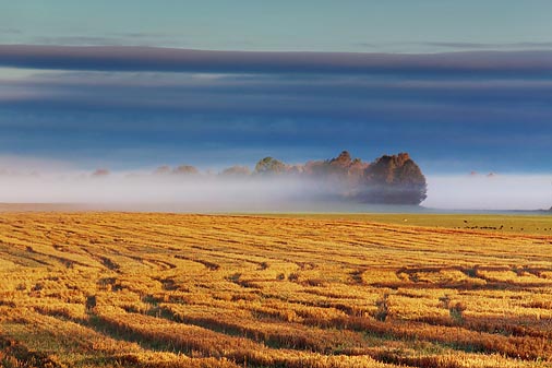Morning Mist 08939
