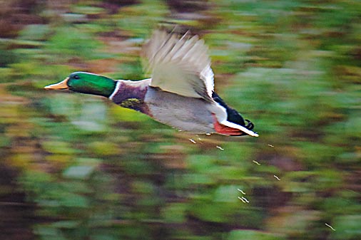 Duck In Flight 20091016