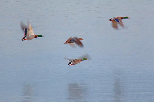 Ducks In Flight 09466A