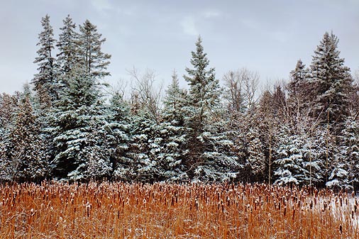 Snowy Pines & Cattails 20091216