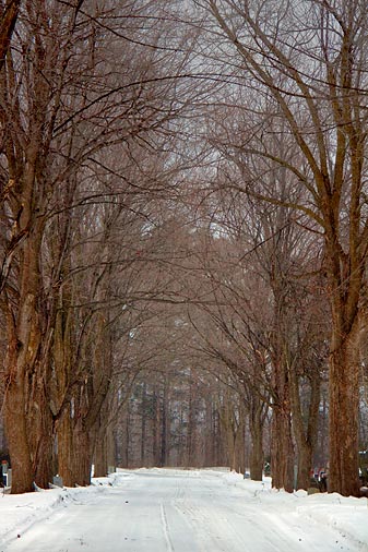Snowy Lane 20100202