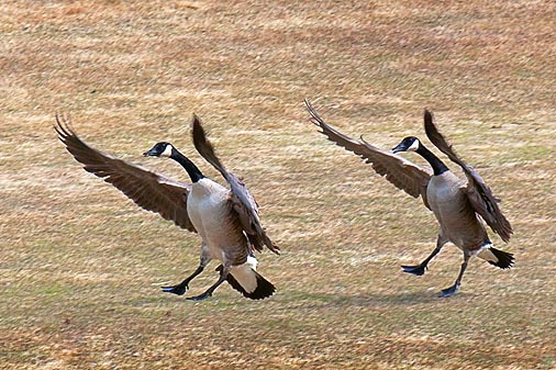 Synchronized Landing 15156