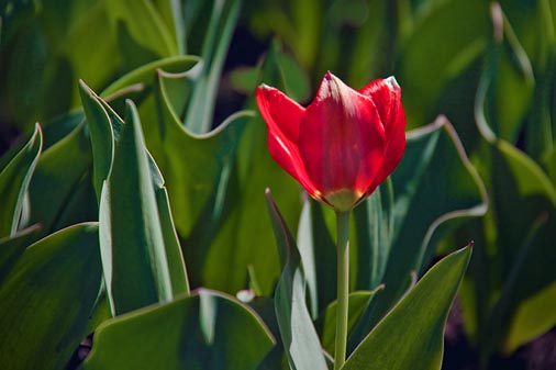 First Tulip 15754