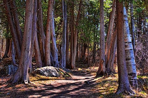 Jack Pine Trail 20100414