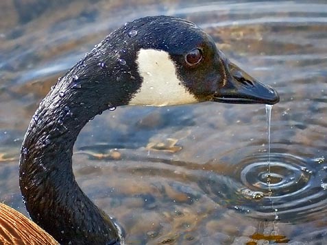 Dripping Goose 53126
