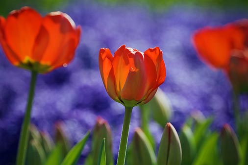 Red Tulips 53196