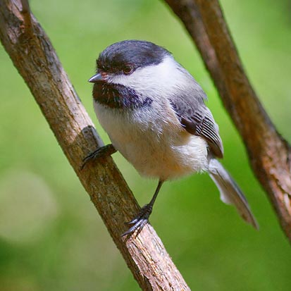 Black-capped Chickadee 53346