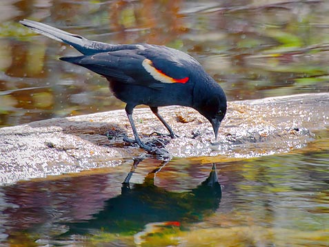 What A Pretty Bird 53272