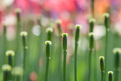 Yesterdays Tulips 53549