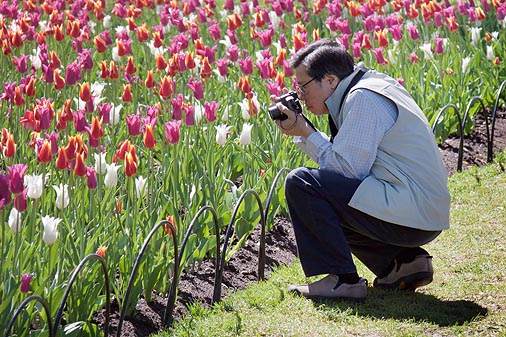 Tulip Shooter 16063