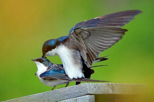 Frisky Swallows 20100512