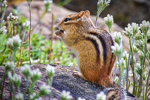 Chipmunk On A Rock 20100518