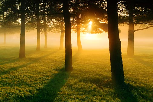 Trees In Misty Sunrise 20100828