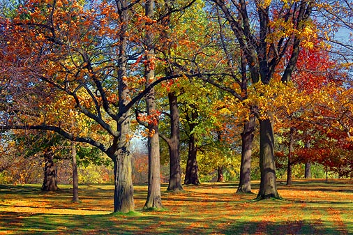 Arboretum Autumn 00285