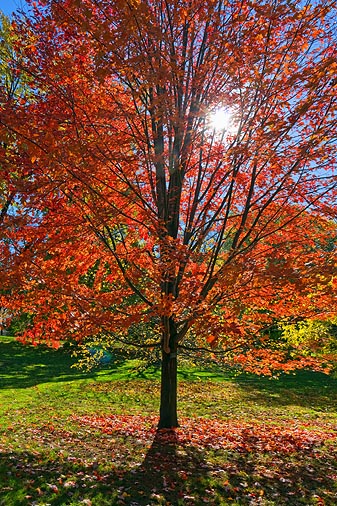 Autumn Tree 00323