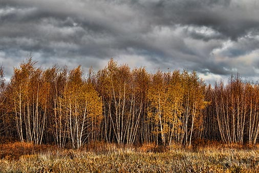 Fading Fall Foliage 00487