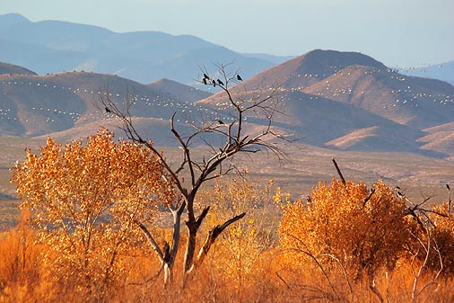 Bosque del Apache 73102