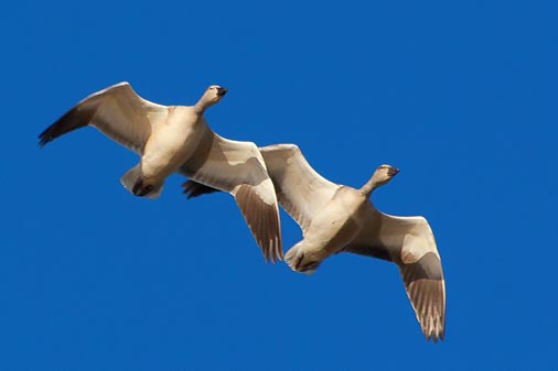 Snow Geese In Flight 72663