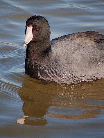 American Coot 72595