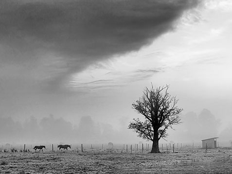 Lone Tree 14498BW
