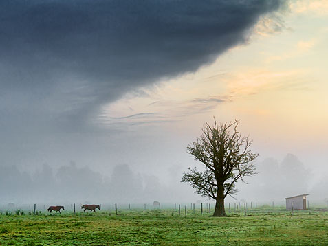 Lone Tree 20110818