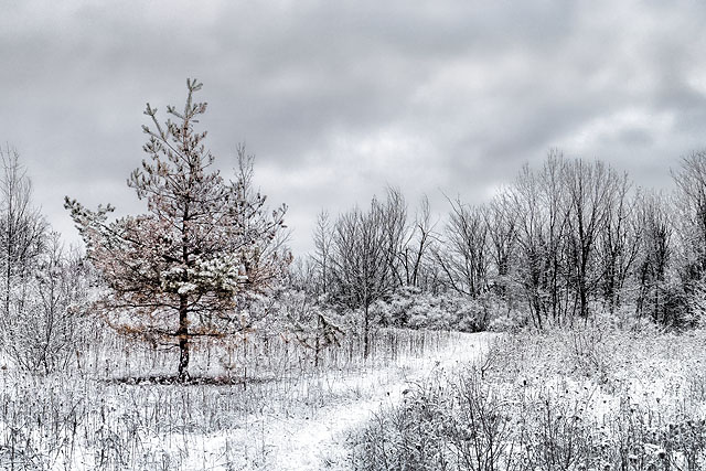 Snowy Trail 20111223